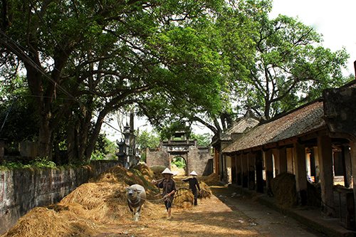 Vẻ đẹp làng quê Hà Nội. Ảnh: Nguyễn Mạnh Hùng